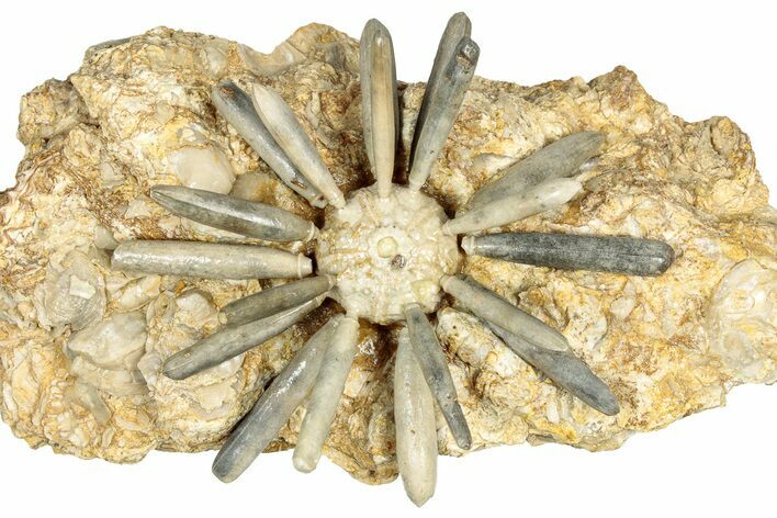 Jurassic Club Urchin (Asterocidaris) - Boulemane, Morocco #339389
